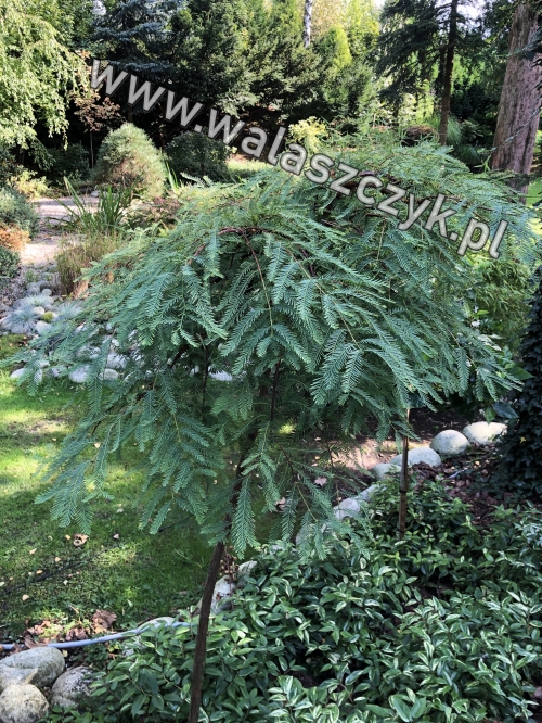 Metasequoia glyptostroboides 'Miss Grace Pa'